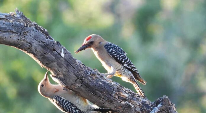 Uccelli da non perdere in Arizona
