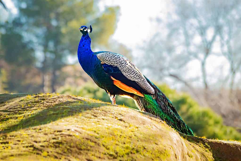Pavone indiano, che mostra il suo piumaggio da una collina, Sri Lanka, India.  Maschio di pavone, uccello esotico blu e verde dall'India.  Pavone nelle altezze