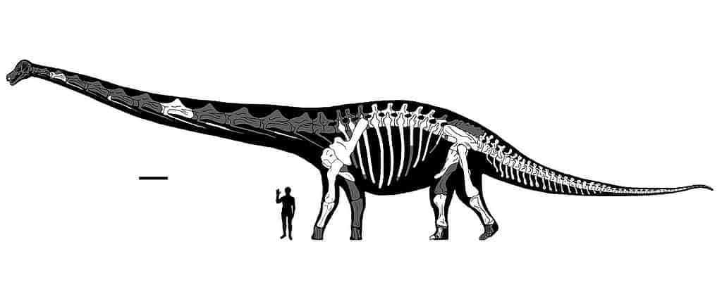 Ricostruzione pubblicata da Dreadnoughtus