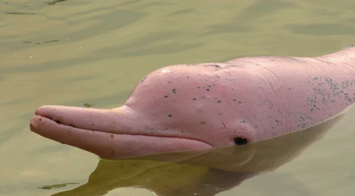 Guarda Lucky Boaters avvistare un raro delfino rosa

