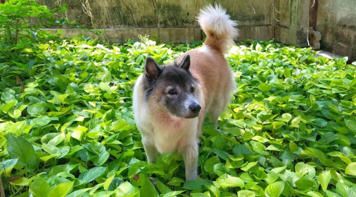 Le piante di Pothos sono tossiche per cani o gatti?
