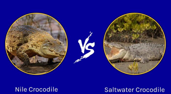 Battaglie epiche: il più grande coccodrillo del Nilo di sempre contro un coccodrillo d'acqua salata
