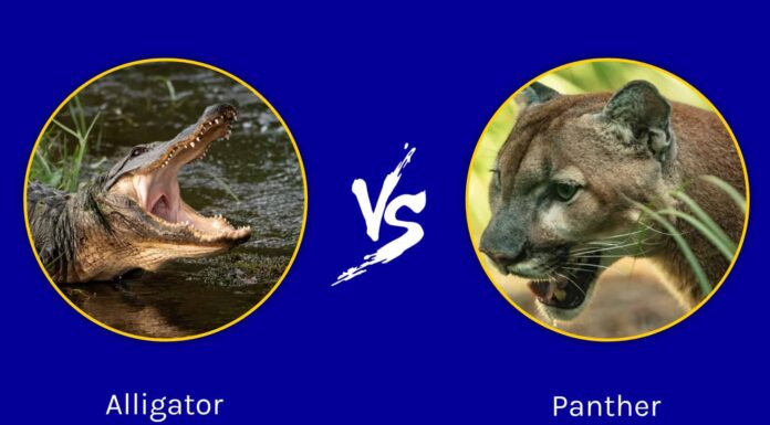 Florida Showdown: chi esce vittorioso in una battaglia tra alligatore e pantera?
