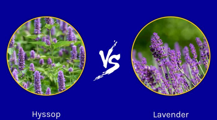 Hyssop vs. Lavender