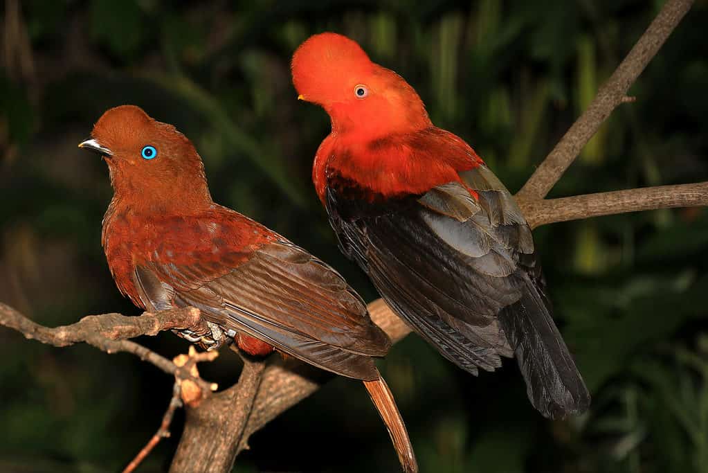 Coppia maschio e femmina di galli andini degli uccelli tropicali della roccia