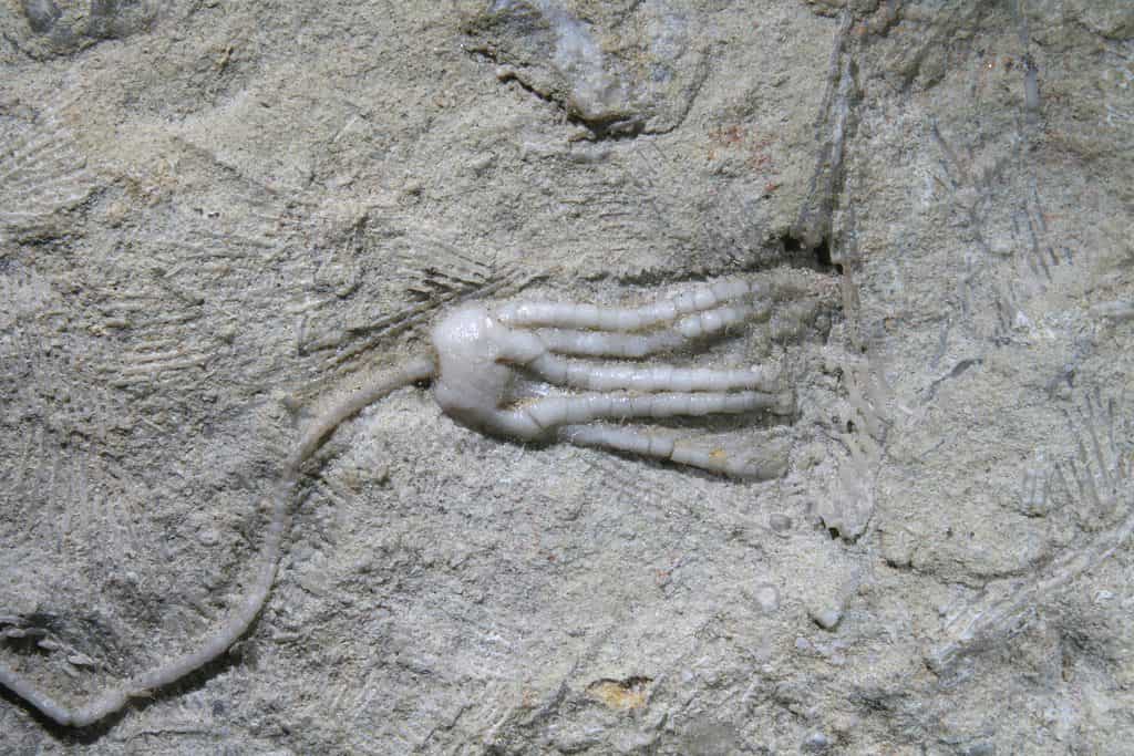 Fossile crinoide