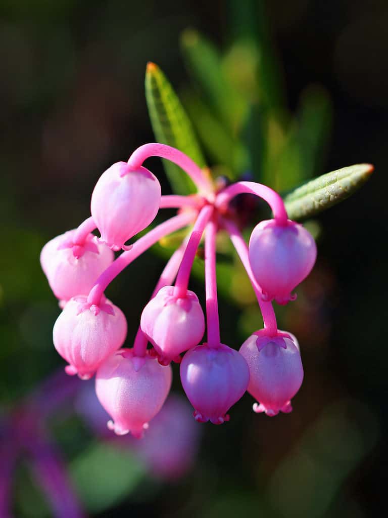 Fiori rosa della pianta del rosmarino della palude