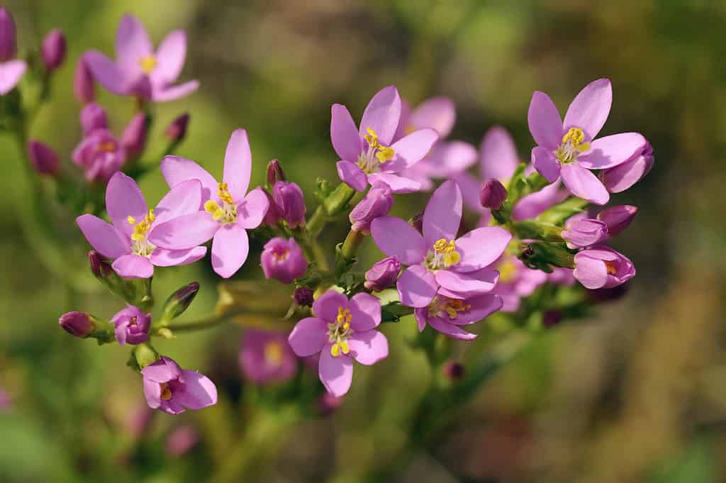 Primo piano dei fiori rosa del centauro comune 