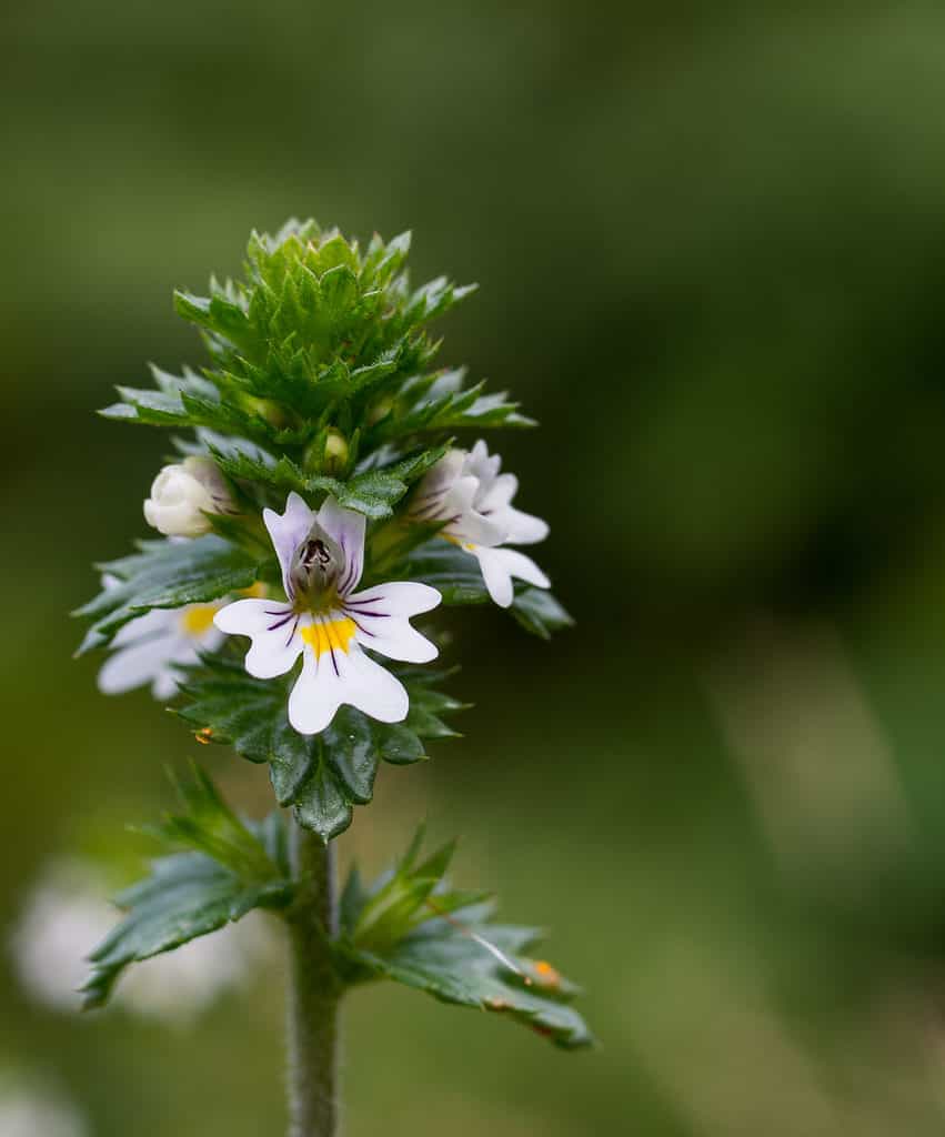 Close-up di eufrasia in fiore