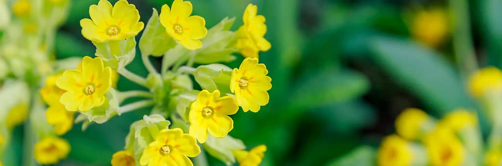 Close-up di fiori gialli Primula