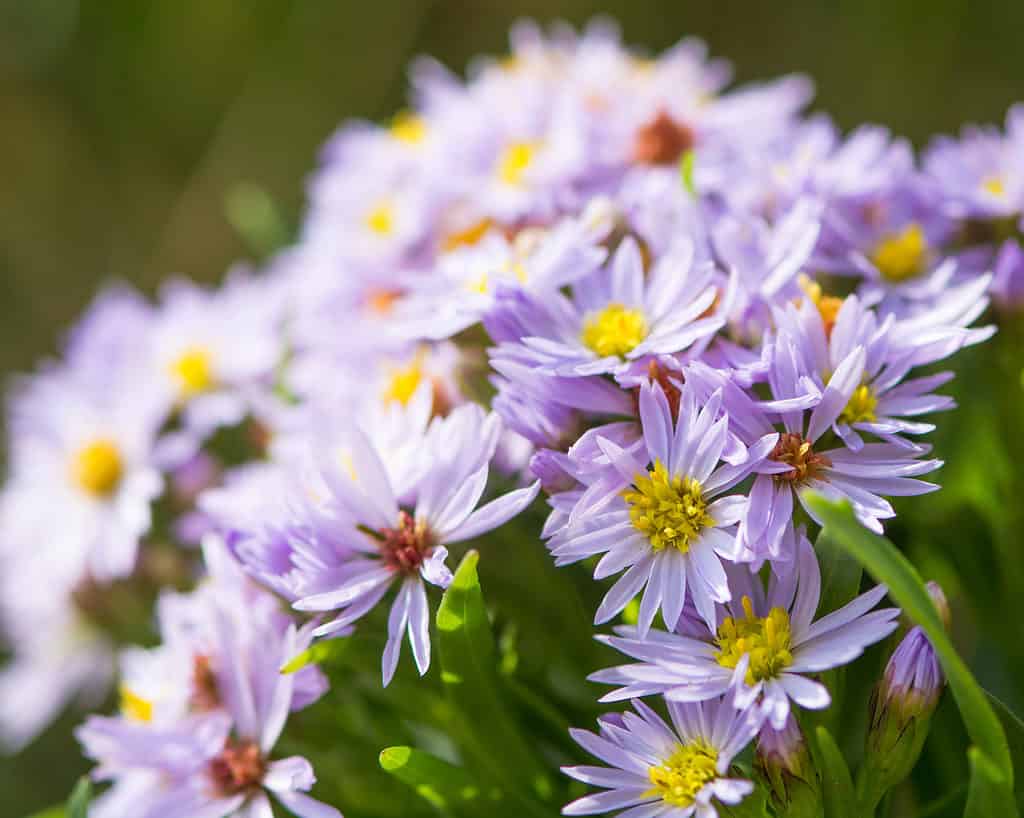 Fioriture lilla e gialle dell'aster marino