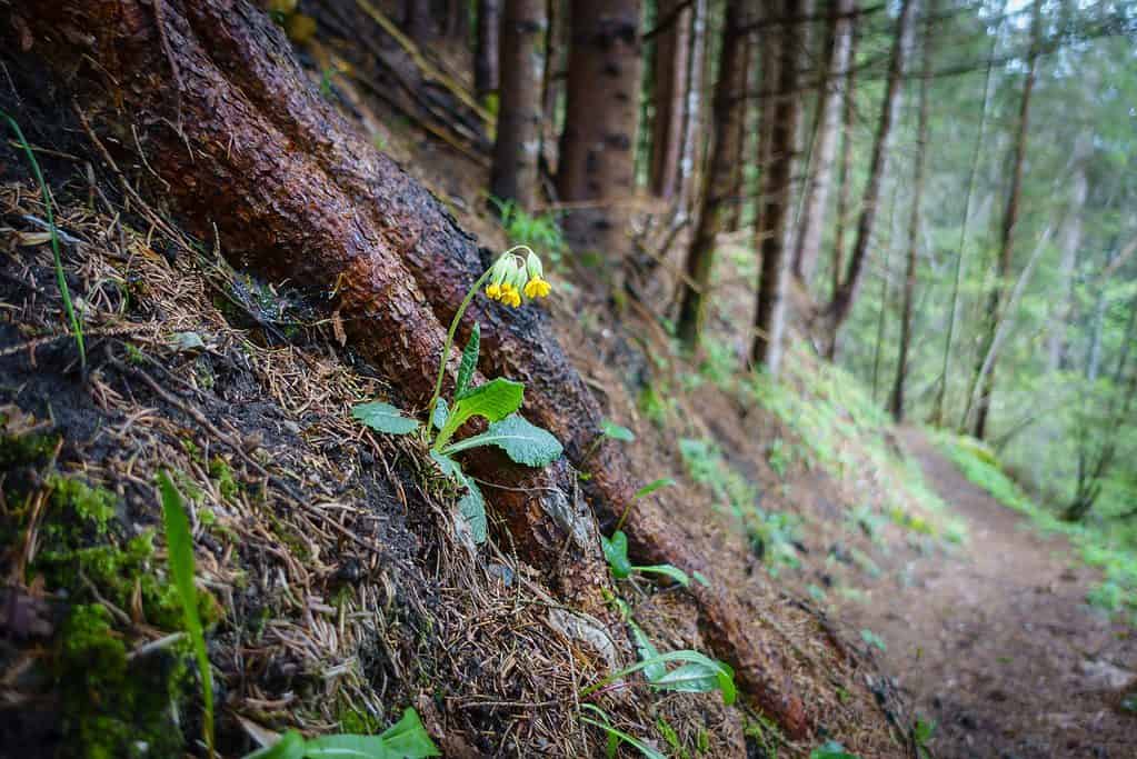 fiore primula nella foresta sul sentiero escursionistico