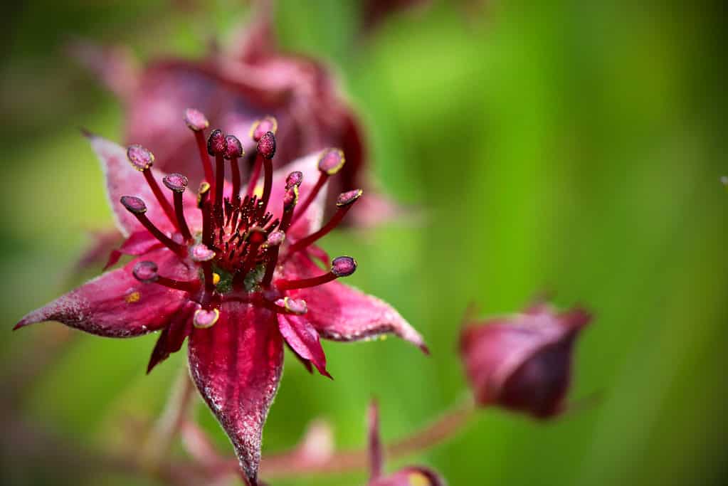 Particolare del primo piano del cinquefoil di palude in fiore