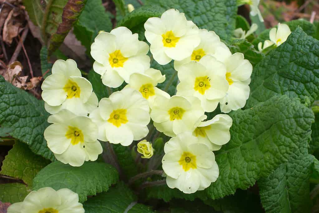 Primo piano di fiori di primula giallo pallido