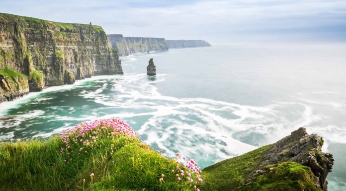 9 fiori originari dell'Irlanda
