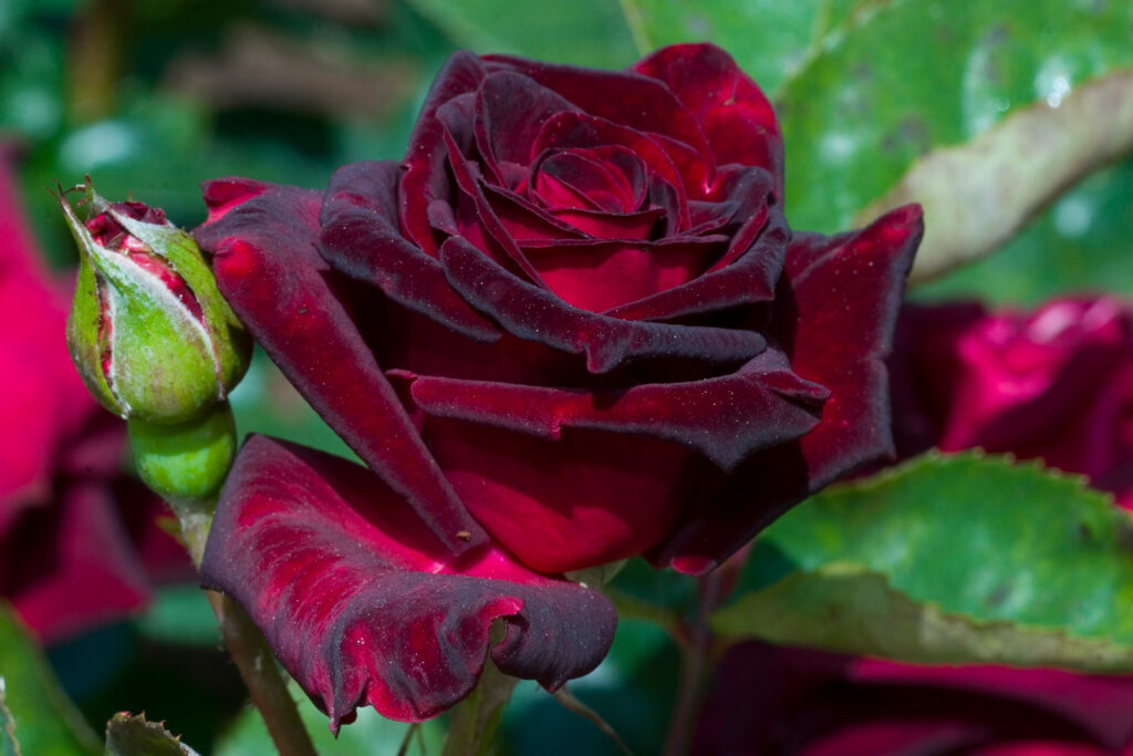 Un primo piano della rosa vellutata Black Baccara