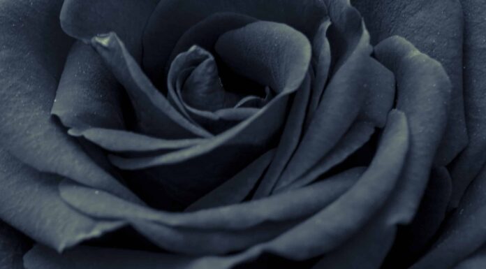 9 tipi di rose nere lunatiche

