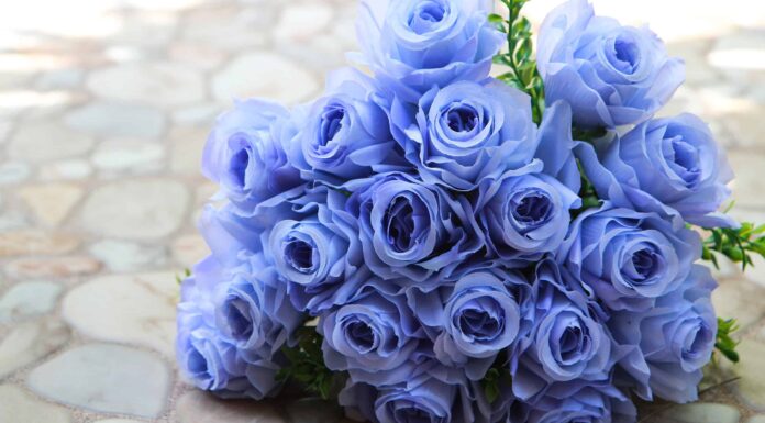 9 tipi di splendide rose blu
