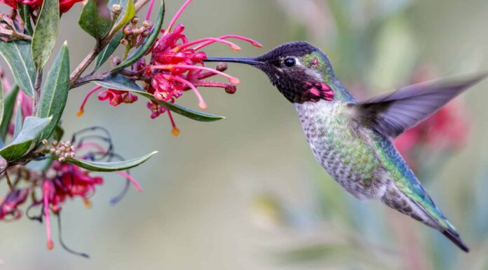 12 bellissimi tipi di colibrì
