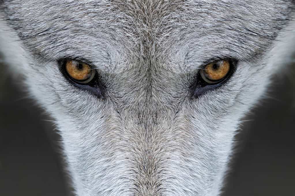 Primo piano degli occhi di un lupo grigio