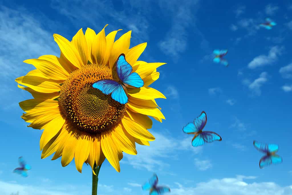 Farfalle blu su un girasole giallo contro un cielo blu