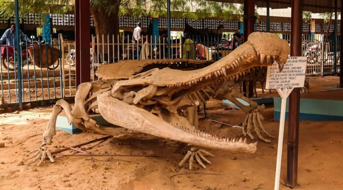 Battaglie epiche: l'alligatore più grande di sempre contro il coccodrillo più grande
