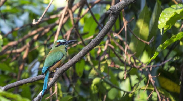 Motmot dalle sopracciglia turchesi: l'uccello nazionale di El Salvador
