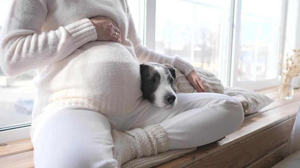 Il cane può percepire la gravidanza e diventare protettivo