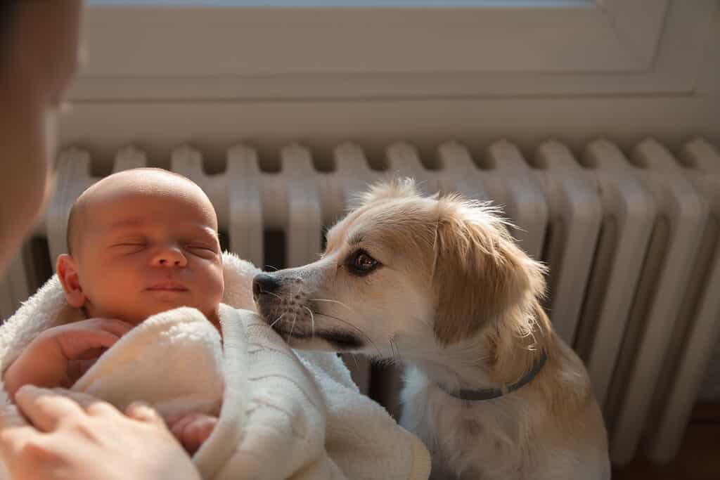 Cane che incontra un bambino