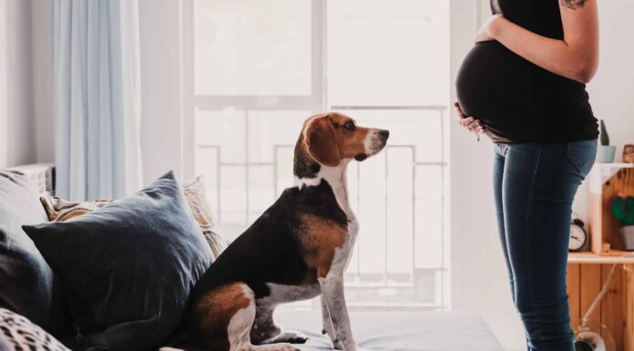  I cani possono percepire la gravidanza negli esseri umani?  Cosa dice la scienza
