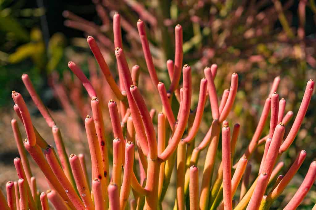 Cactus a matita rosso-arancio brillante