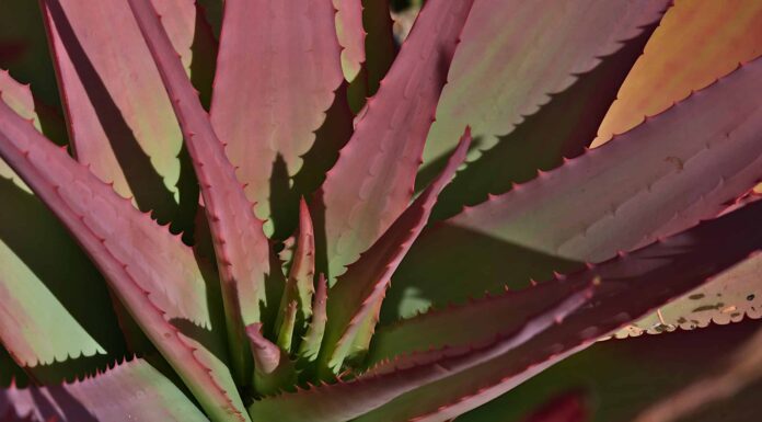 6 tipi di piante grasse rosse
