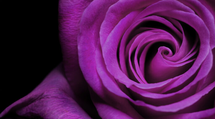 8 Tipi Di Belle Rose Viola
