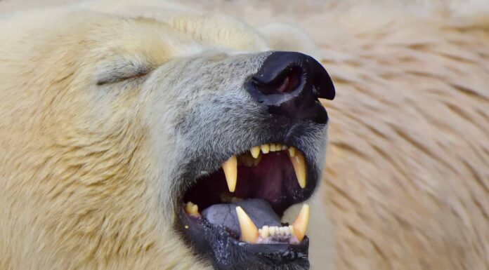 L'Alaska assiste al primo attacco fatale di un orso polare in 30 anni: quante persone vivono vicino a questi orsi?

