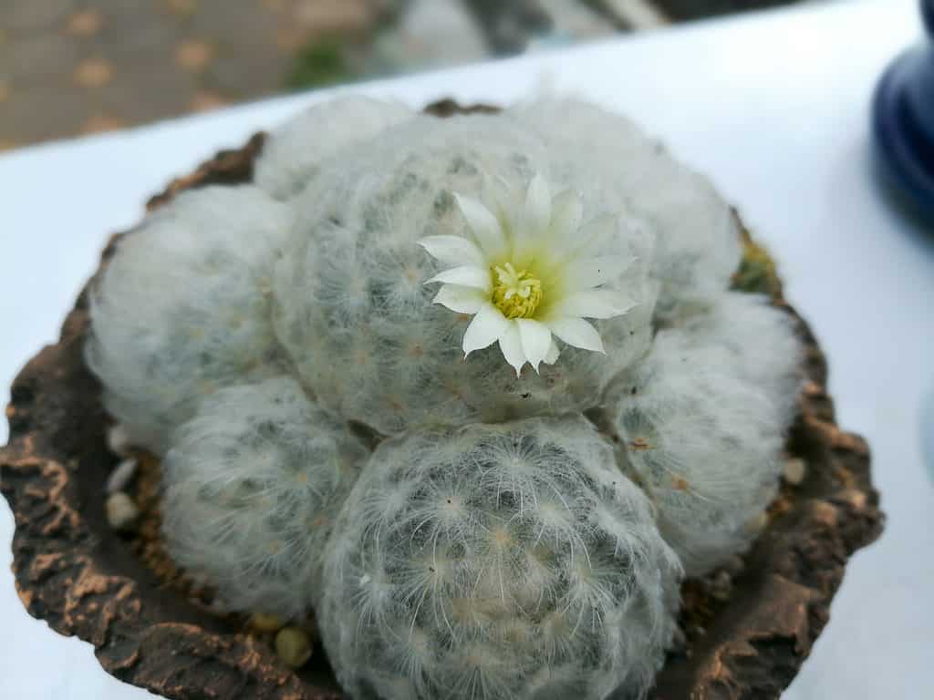 Primo piano di un cactus di piume con fiore bianco