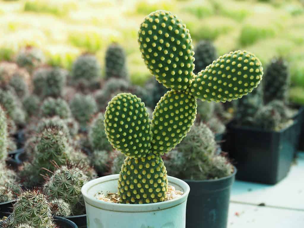 Molte piante grasse di cactus, come questo cactus dell'orecchio di coniglio, fanno grandi piante in vaso.