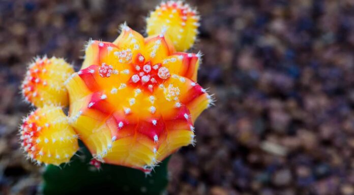 5 tipi di cactus succulenti
