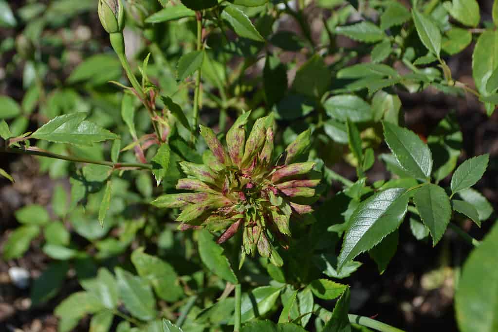 Un primo piano della rosa Viridiflora verde o Rosa chinensis