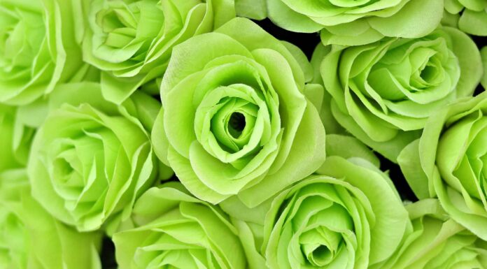 9 tipi di rose verdi rare
