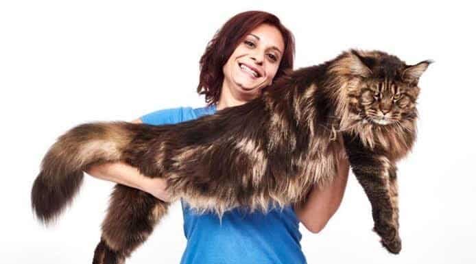 Incontra Barivel: il gatto domestico più grande del mondo
