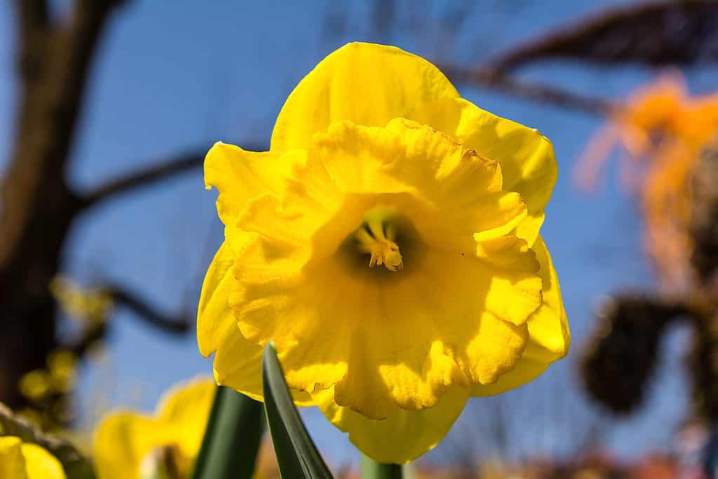 Giunchiglia del narciso