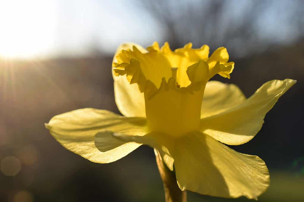 Il significato più popolare rappresentato dai narcisi è la rinascita.  -fiori di narciso che significano simbolismo e occasioni adatte