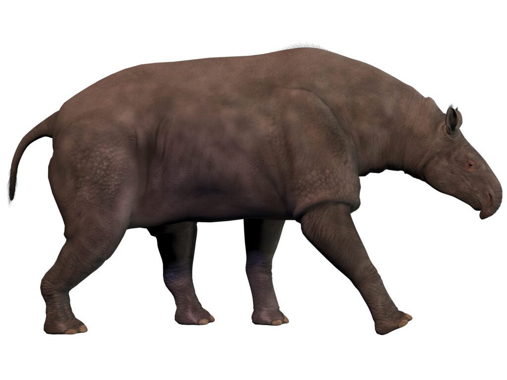Il più grande rinoceronte di sempre vincerebbe un combattimento contro un elefante africano
