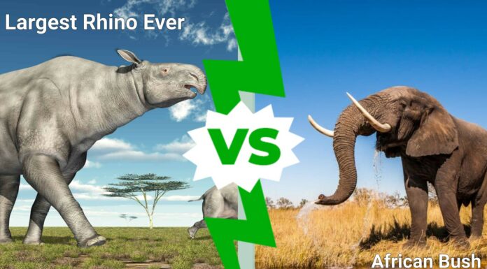 Battaglie epiche: il rinoceronte più grande di sempre contro un elefante africano
