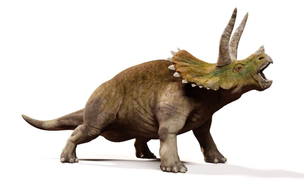 Triceratops horridus, dinosauro urlante isolato con ombra su sfondo bianco (illustrazione 3d)