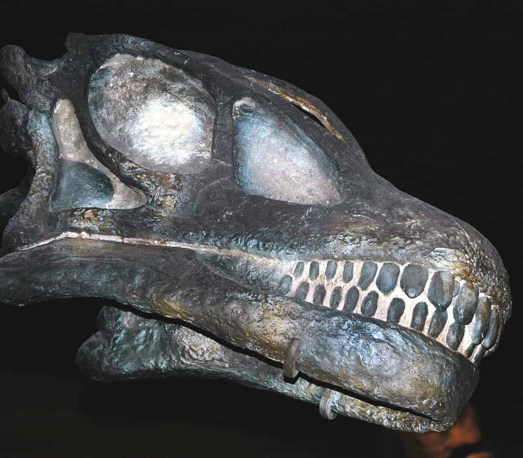 Cranio di delfsi dell'aplocantosauro