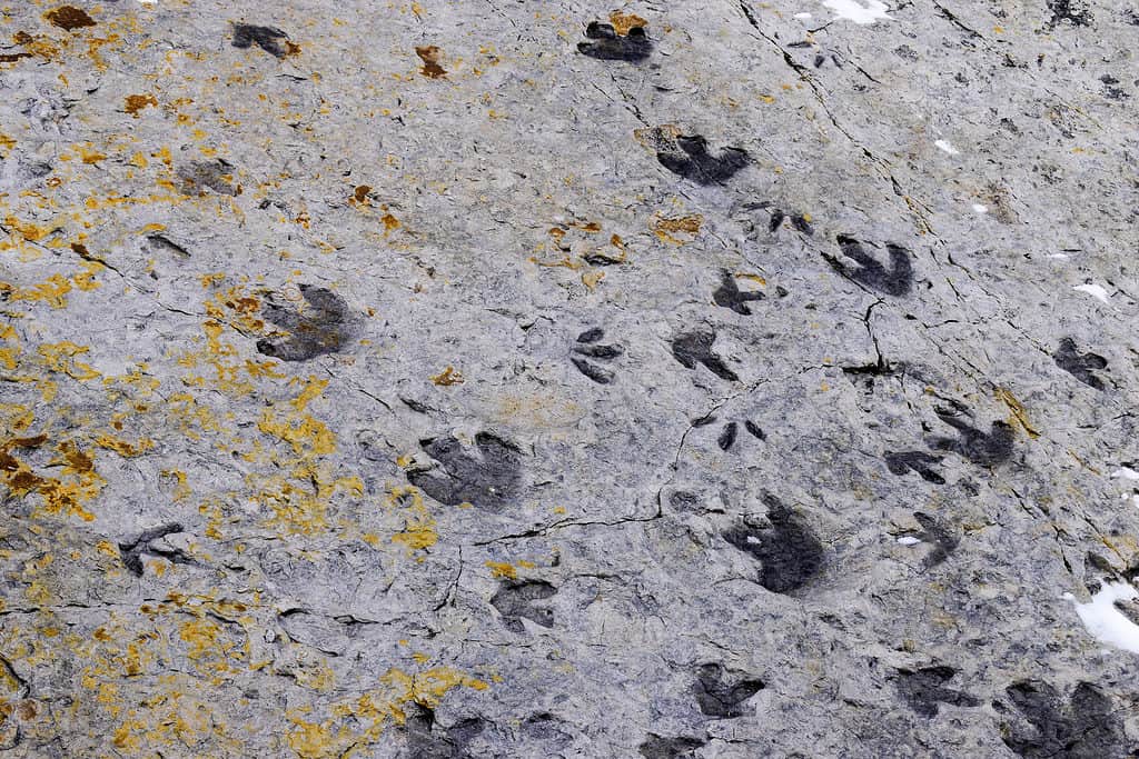 Impronte fossili di dinosauri