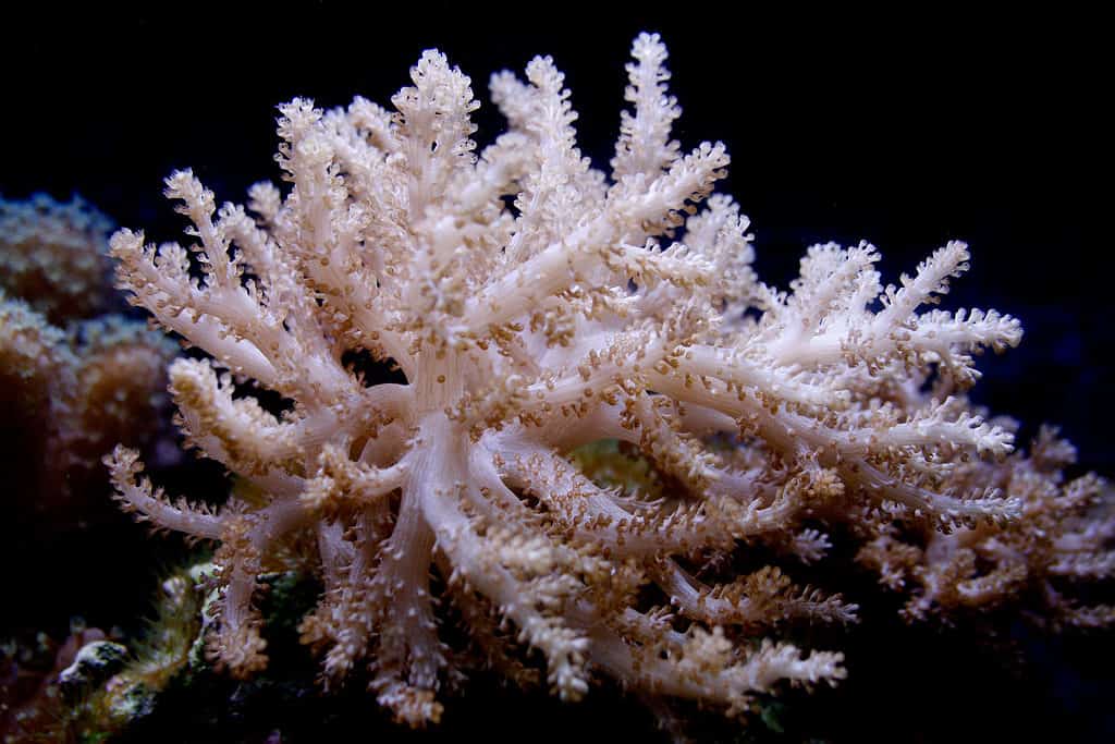 Corallo dell'albero del Kenya
