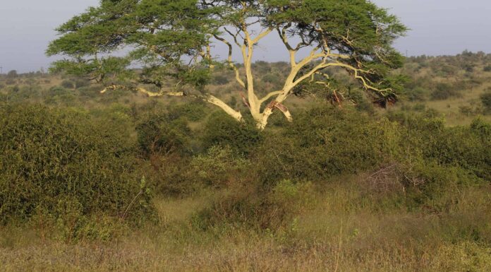 8 bellissimi alberi originari del Kenya
