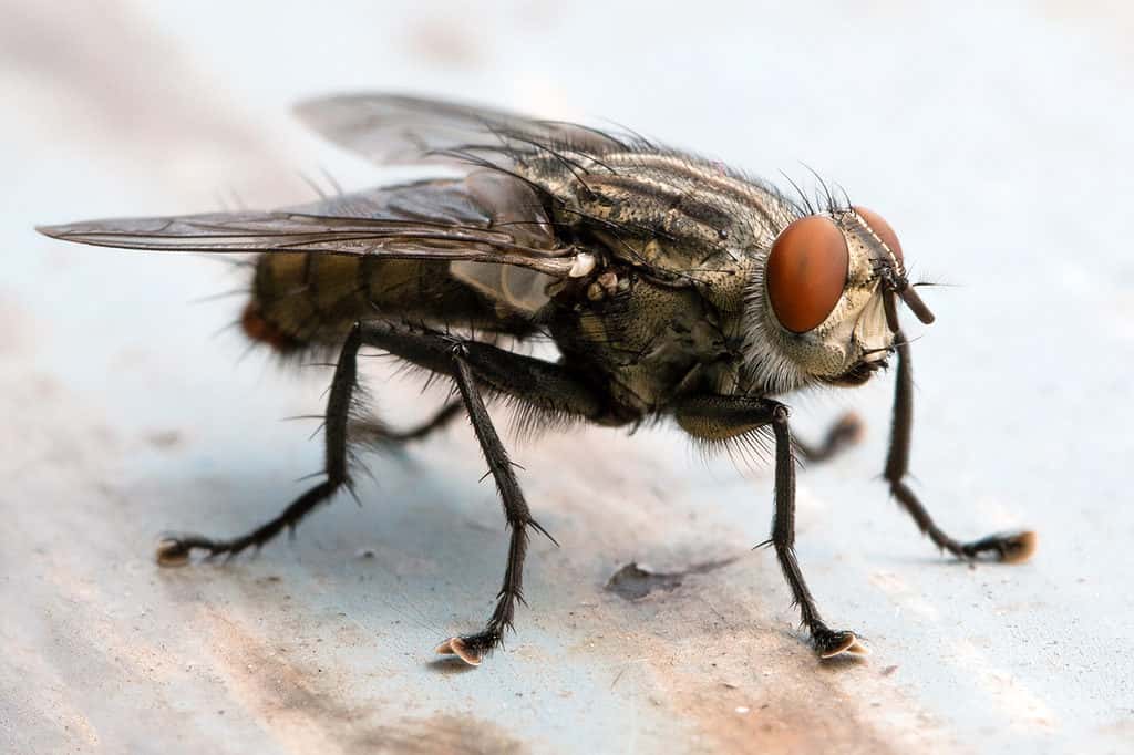 Le vere mosche hanno un unico set di ali.  Le loro ali posteriori sono modificate in una serie di piccoli organi noti come cavezze che vengono utilizzati per l'equilibrio.
